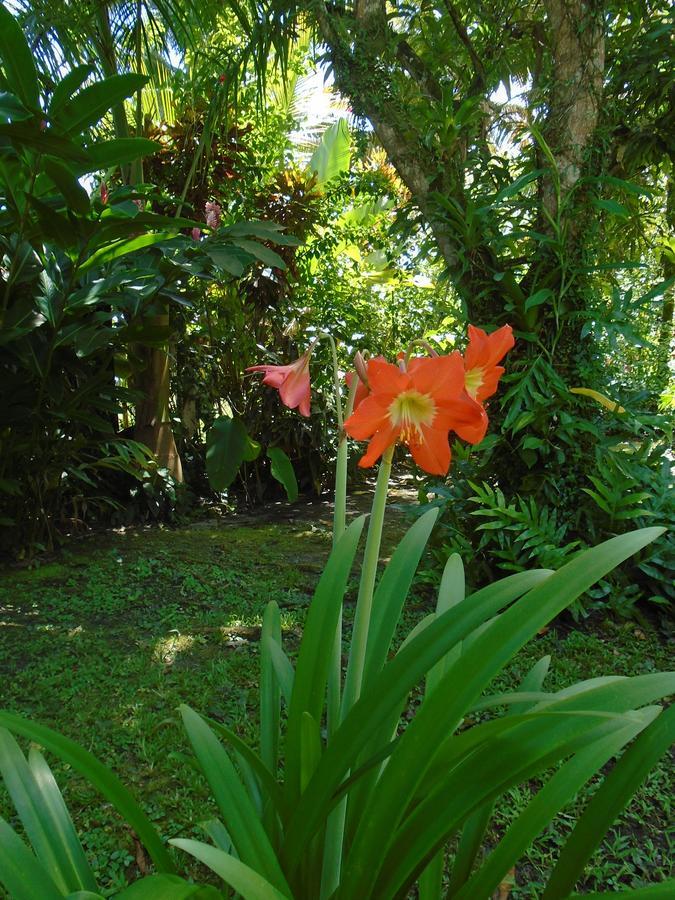 J And H Garden Cabinas Bocas Town Dış mekan fotoğraf